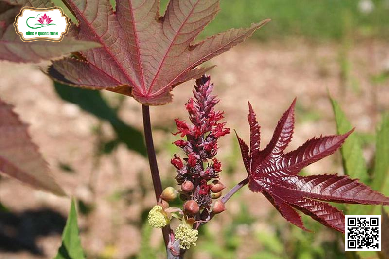 Chữa Bệnh Trĩ Hiệu Quả Từ Cây Thầu Dầu Tía