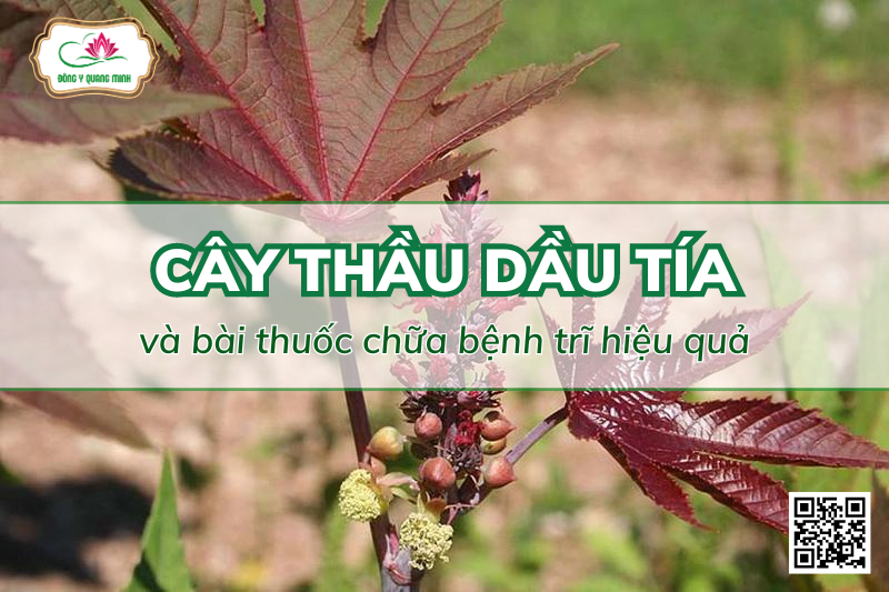 thầu dầu tía chữa bệnh trĩ