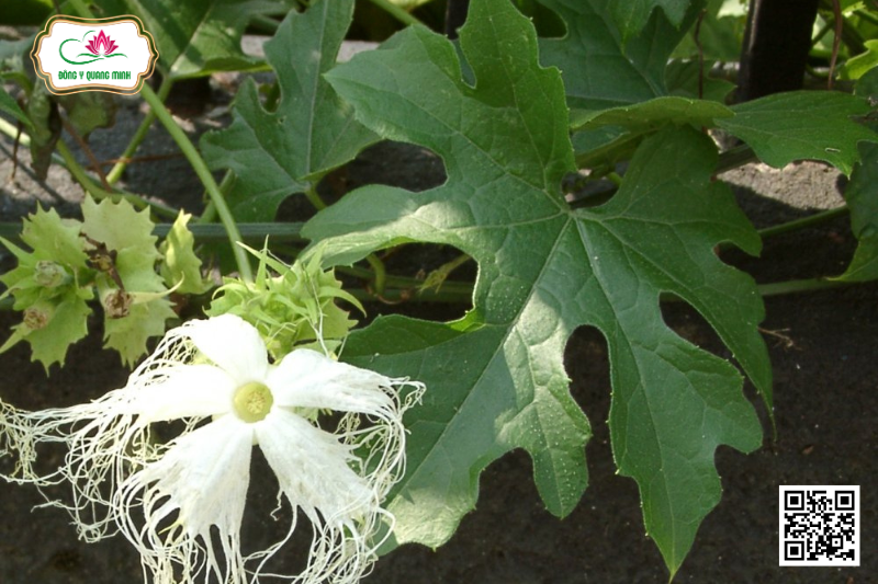 cây thiên hoa phấn