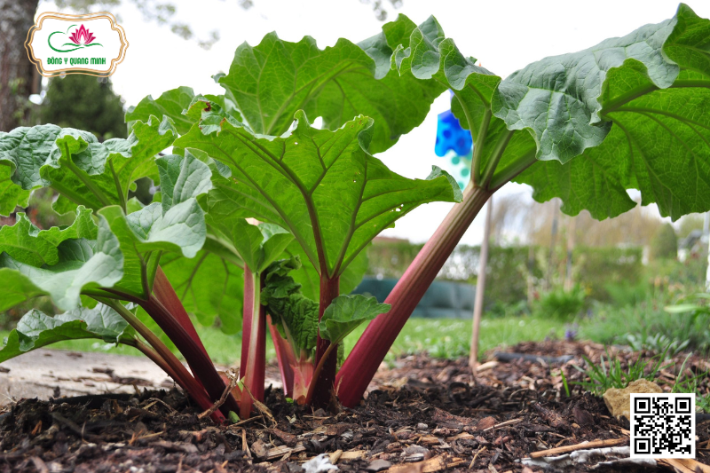 Đại Hoàng: Vị Thuốc Quý Với Tác Dụng Nhuận Tràng Hiệu Quả