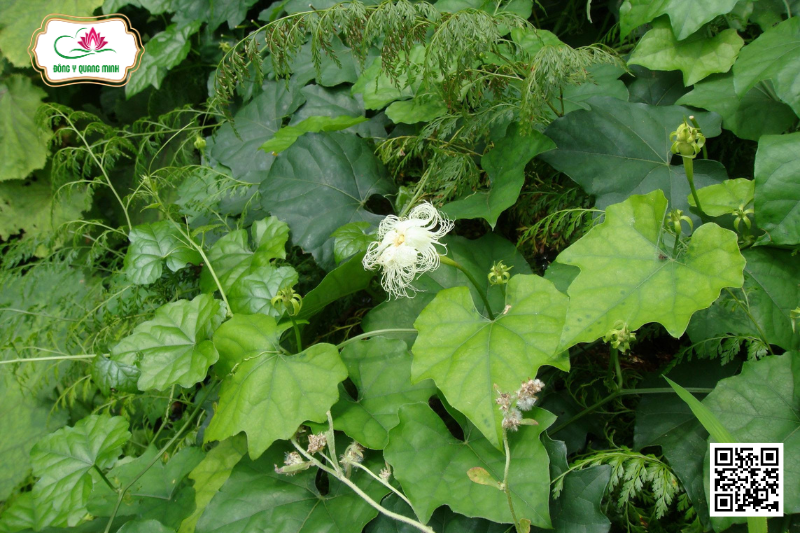 cây thiên hoa phấn