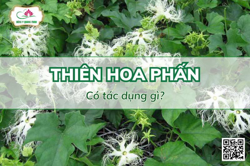 cây thiên hoa phấn