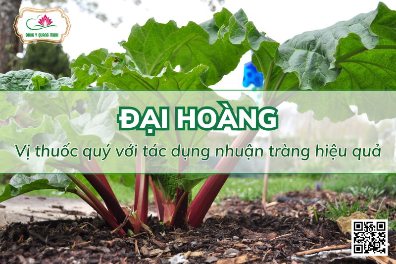 Đại Hoàng: Vị Thuốc Quý Với Tác Dụng Nhuận Tràng Hiệu Quả