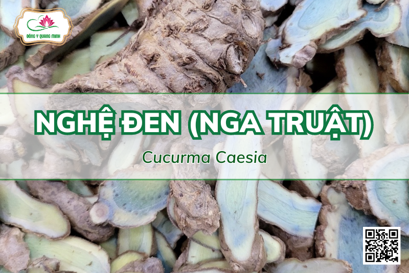 Nghệ Đen - Đặc Điểm, Tác Dụng Và Bài Thuốc Trị Bệnh