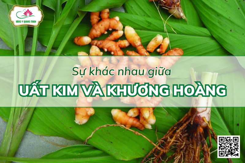 Uất Kim Và Khương Hoàng