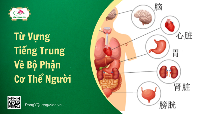 Từ Vựng Tiếng Trung Về Bộ Phận Cơ Thể Người Cơ Bản