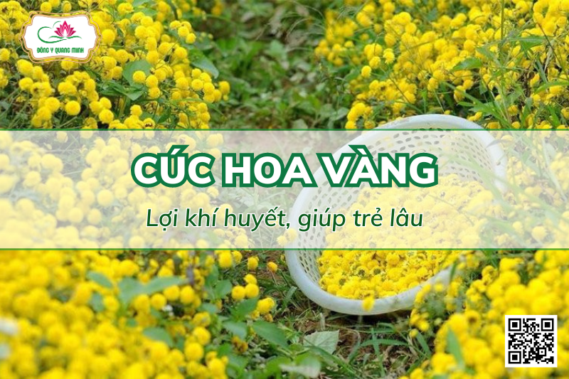 Cúc Hoa Vàng – Lợi Khí Huyết, Giúp Trẻ Lâu