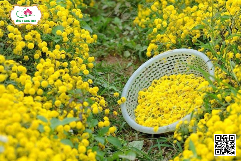 Cúc Hoa Vàng – Lợi Khí Huyết, Giúp Trẻ Lâu