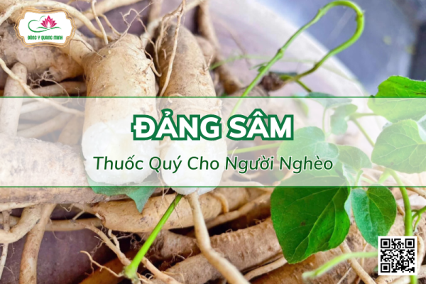 Đảng Sâm - Thuốc Quý Cho Người Nghèo