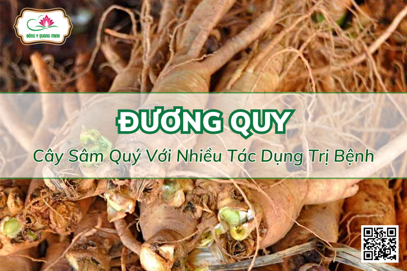 Đương Quy - Cây Sâm Quý Với Nhiều Tác Dụng Trị Bệnh