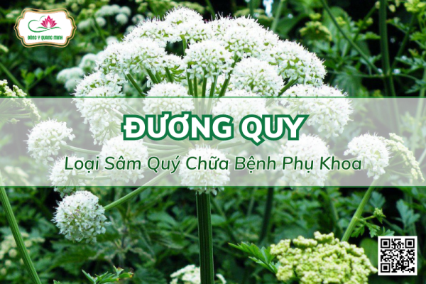 Đương Quy: Loại Sâm Quý Chữa Bệnh Phụ Khoa