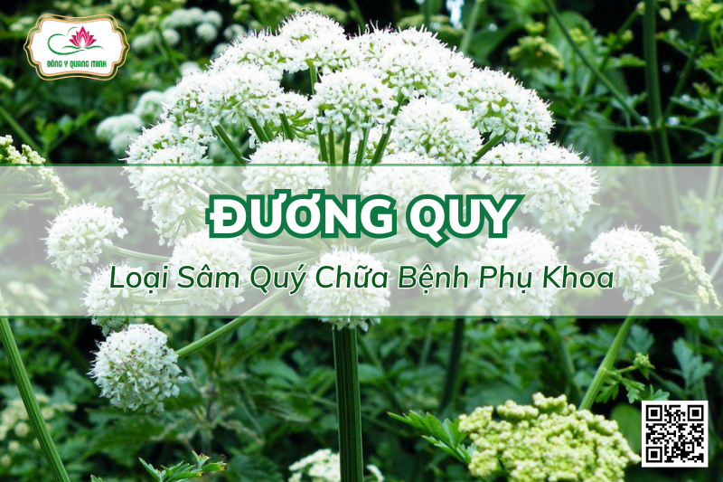 Đương Quy: Loại Sâm Quý Chữa Bệnh Phụ Khoa