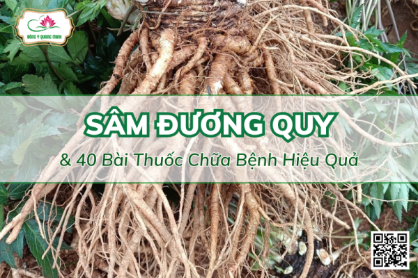 40 Bài Thuốc Chữa Bệnh Hiệu Quả Từ Đương Quy