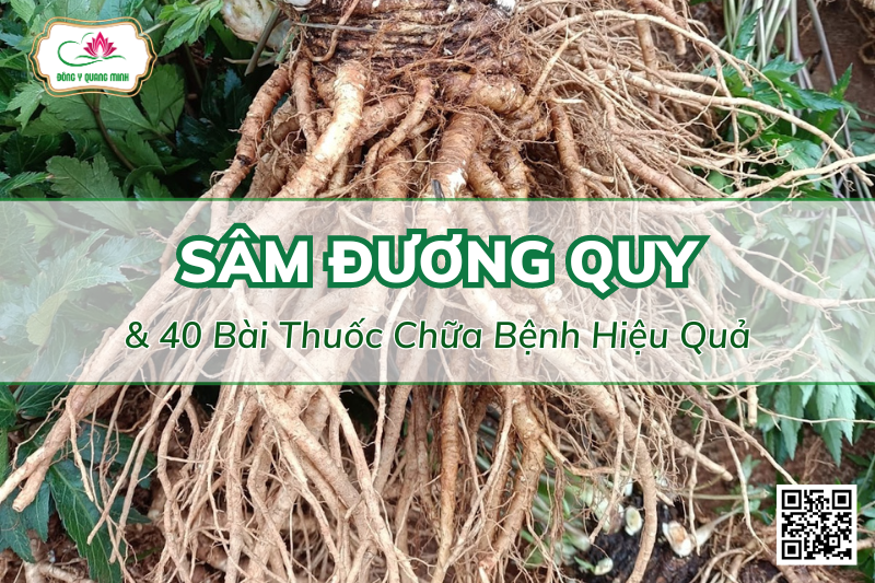 40 Bài Thuốc Chữa Bệnh Hiệu Quả Từ Đương Quy