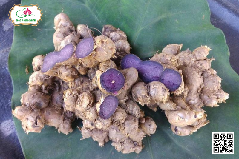 Tác Dụng Của Gừng Đen - Vị Thuốc Quý Của Đông Y