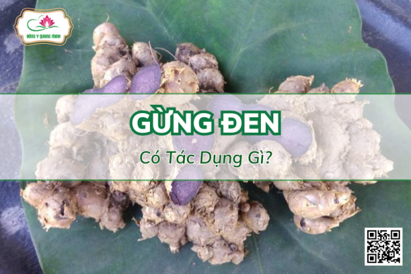 Tác Dụng Của Gừng Đen - Vị Thuốc Quý Của Đông Y