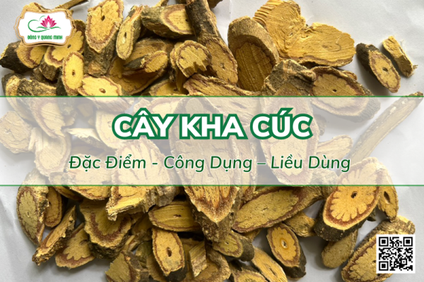 Công Dụng Của Cây Kha Cúc