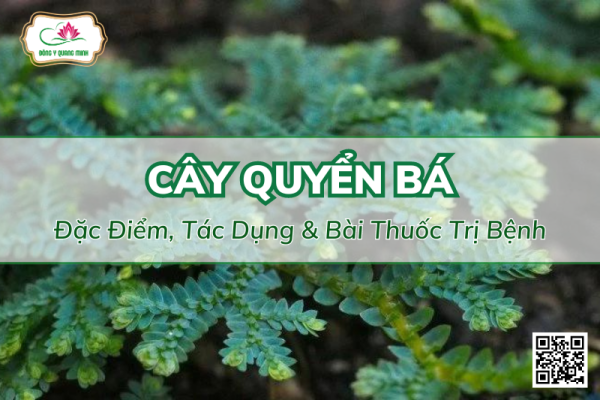 Cây Quyển Bá - Đặc Điểm, Tác Dụng & Bài Thuốc Trị Bệnh