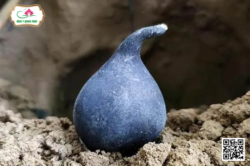 Sâm Ô Linh – Loại Sâm Quý Có Nguồn Gốc Từ Trung Quốc