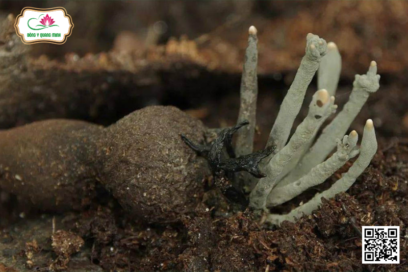 Sâm Ô Linh – Loại Sâm Quý Có Nguồn Gốc Từ Trung Quốc