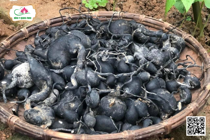 Sâm Ô Linh – Loại Dược Liệu Cực Quý Hiếm