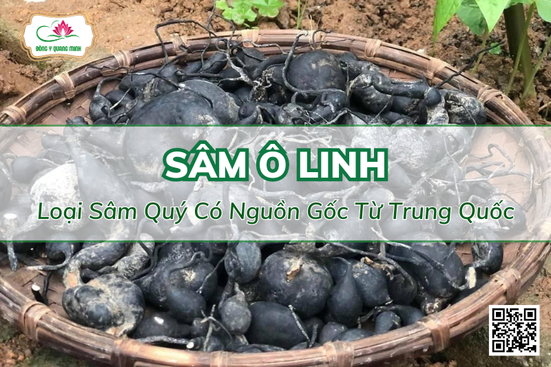 Sâm Ô Linh – Loại Dược Liệu Cực Quý Hiếm