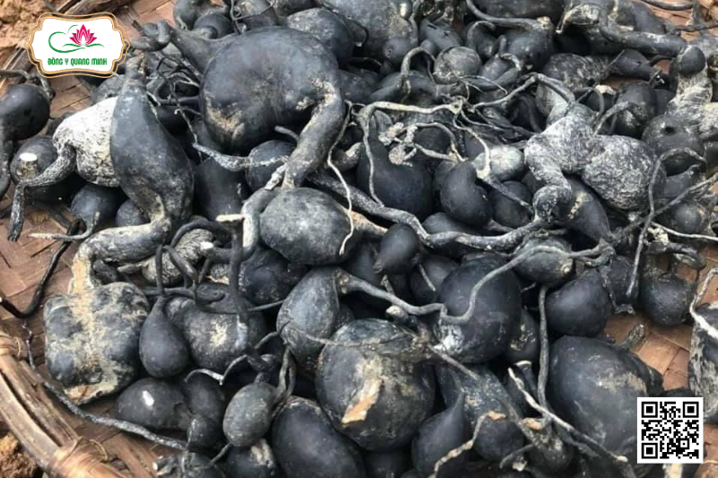 Xylaria nigripes (Klotzsch) Cooke