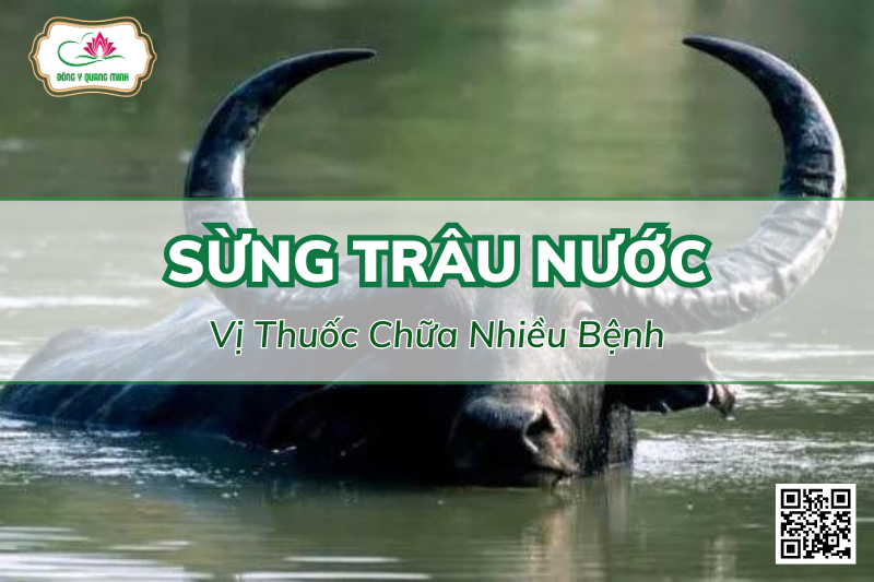 sừng trâu nước
