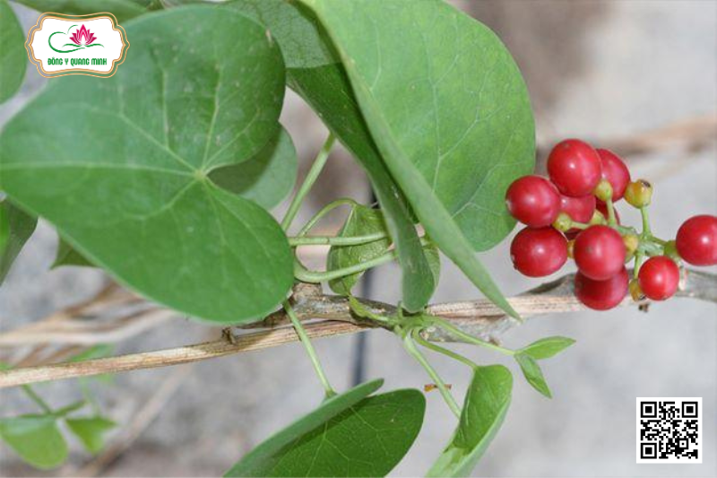 Các Bài Thuốc Chữa Đau Nhức Xương Khớp Từ Thổ Phục Linh