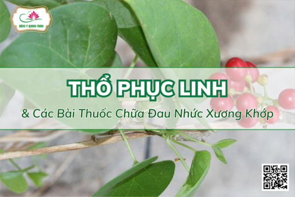 Bài Thuốc Từ Thổ Phục Linh Chữa Đau Nhức Xương Khớp
