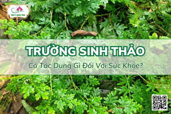 Cây Trường Sinh Thảo Và Tác Dụng Đối Với Sức Khỏe