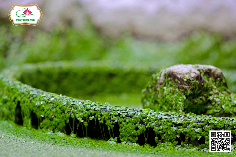 Bèo Tấm - Loại Bèo Chuyên Nuôi Cá, Nay Trở Thành Siêu Thực Phẩm