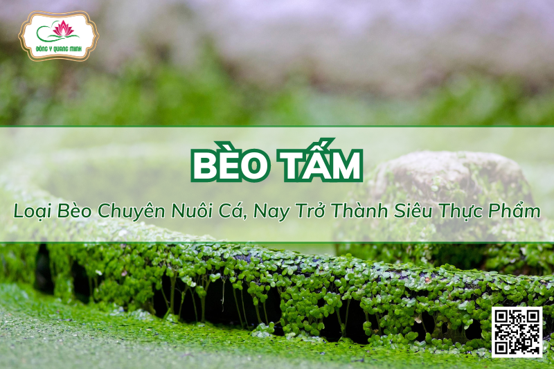 Bèo Tấm - Loại Bèo Chuyên Nuôi Cá, Nay Trở Thành Siêu Thực Phẩm