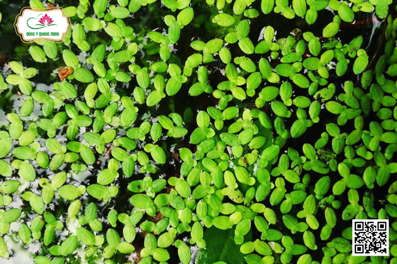 Bèo Tấm: Cây Thủy Sinh Chữa Mụn Nhọt, Các Bệnh Ngoài Da