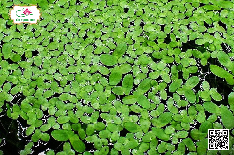 Bèo Tấm: Cây Thủy Sinh Chữa Mụn Nhọt, Các Bệnh Ngoài Da