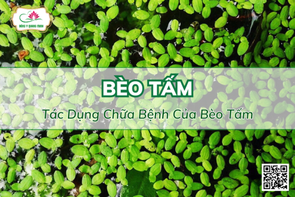 Tác Dụng Chữa Bệnh Của Bèo Tấm