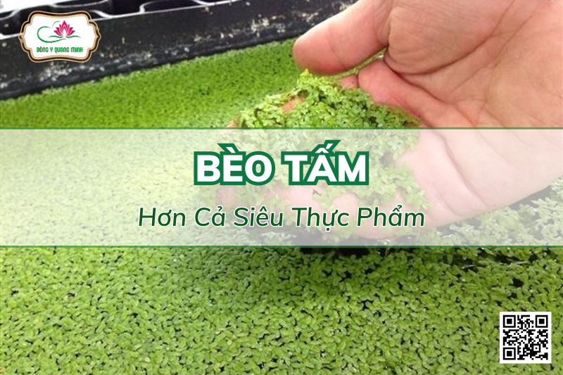 Nghiên Cứu Mới: Bèo Tấm Hơn Cả Siêu Thực Phẩm