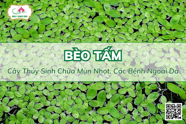 Bèo Tấm: Cây Thủy Sinh Chữa Mụn Nhọt, Các Bệnh Ngoài Da