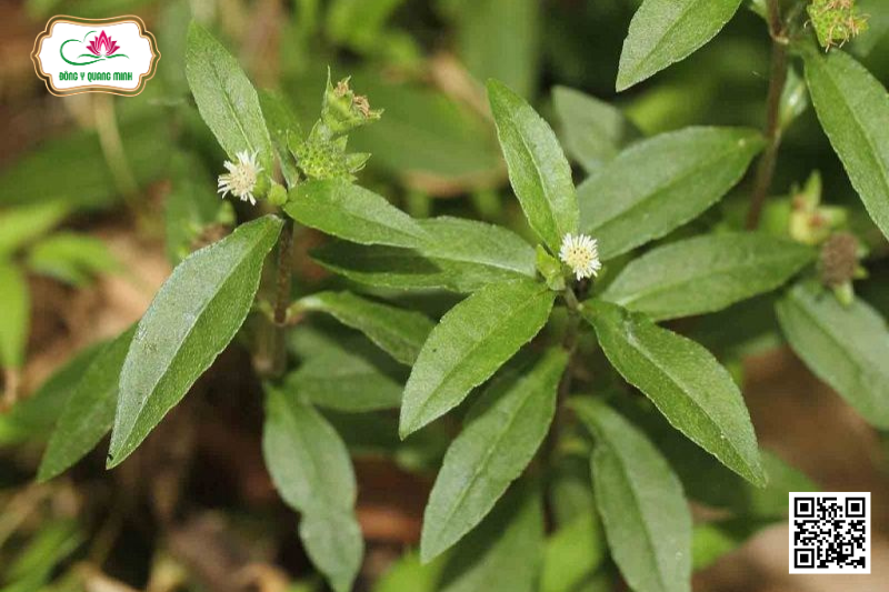 Cỏ Nhọ Nồi Và Những Tác Dụng Y Học