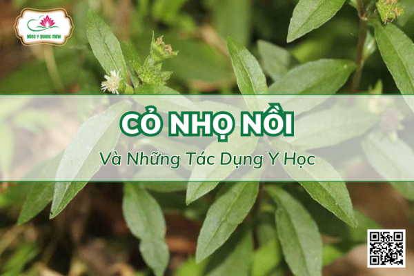 Cỏ Nhọ Nồi Và Những Tác Dụng Y Học