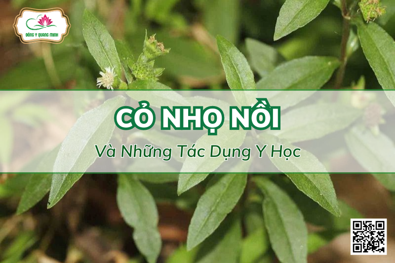 Cỏ Nhọ Nồi Và Những Tác Dụng Y Học