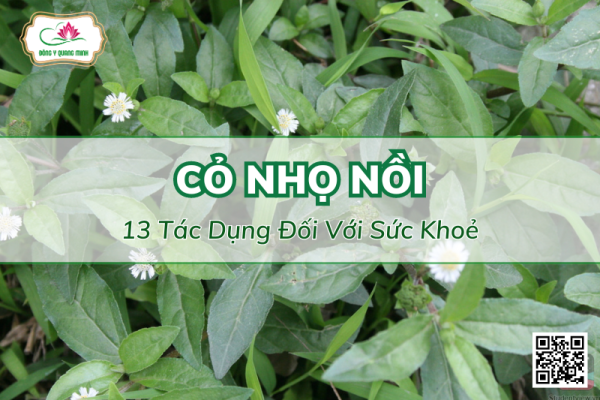 13 Tác Dụng Của Cây Nhọ Nồi (Cỏ Mực) Đối Với Sức Khoẻ