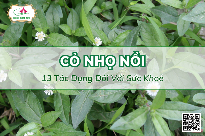 13 Tác Dụng Của Cây Nhọ Nồi (Cỏ Mực) Đối Với Sức Khoẻ