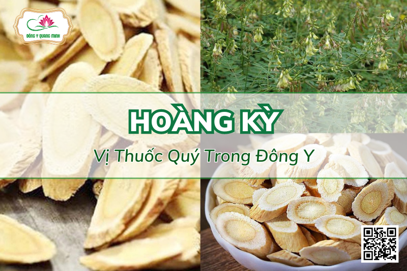 Hoàng Kỳ - Đặc Điểm, Tác Dụng Và Bài Thuốc Trị Bệnh
