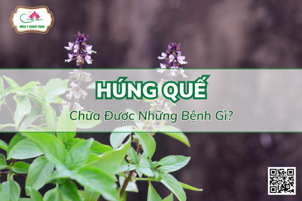 Những Bài Thuốc Chữa Bệnh Từ Húng Quế