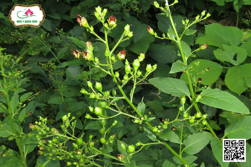 Cây Huyền Sâm - Vị Thuốc Bổ Âm, Giải Độc Tiêu Viêm