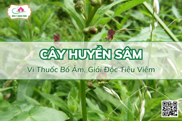 Cây Huyền Sâm - Vị Thuốc Bổ Âm, Giải Độc Tiêu Viêm