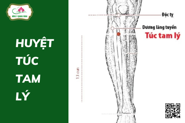 huyệt túc tam lý