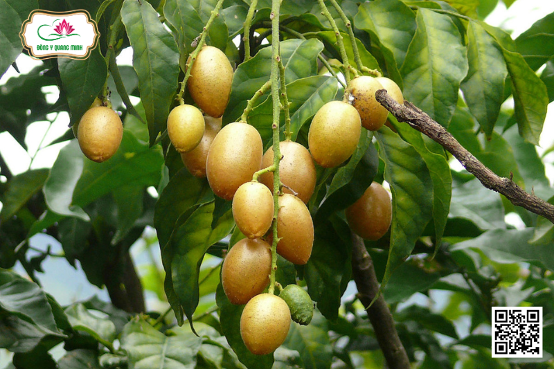 cây quất hồng bì