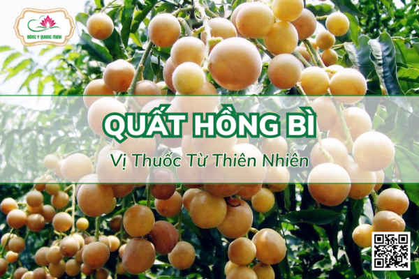 Quất Hồng Bì Và Những Công Dụng Trị Bệnh Không Phải Ai Cũng Biết